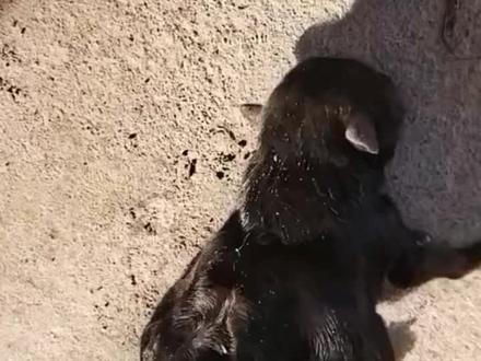 #自繁自养 #你养狗了没有 #近亲繁殖 #动物的迷惑行为 狗狗可以近亲繁殖吗?