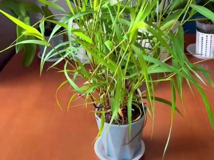 狗尾巴草种到盆里还挺不错的,你们觉得呢朋友们 #室内绿植 #西伯利亚九尾狐 #植物科普 #爱生活爱养花 #北方的宝竟然是南方的草