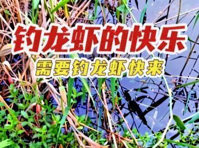 #钓龙虾的快乐 #创作者中心 #创作灵感 #小龙虾收获 需要钓龙虾快来