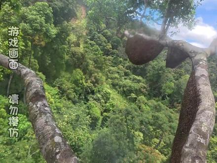 近百米高的树上居然有三个野生蜂窝?#蜂蜜 #蜜蜂 #野生蜂蜜 #户外 #在拍一种很新的vlog