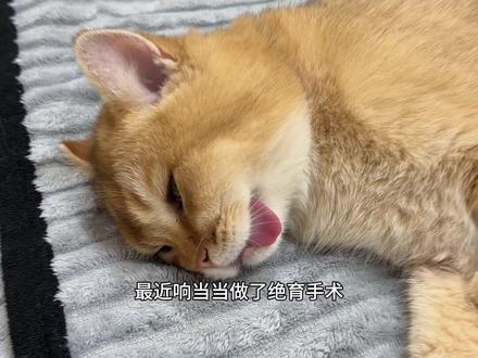 爱跨越了物种,促成了猫猫和狗狗之间的友谊。#猫咪 #狗狗 #绝育#友谊