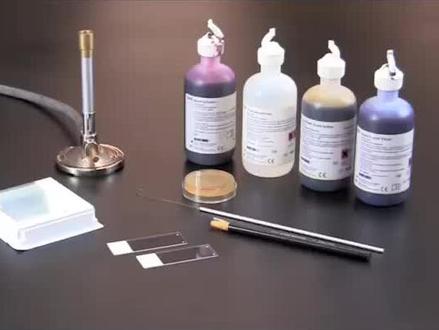 革兰氏染色方法(1)