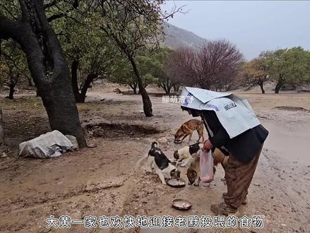 札格罗斯冬至收获:伊朗牧羊夫妻纷飞雨雪天 采摘野山渣 修窝棚 #朦萌荒野#老默夫妇的最新进展#伊朗游牧民生活#回归自然#野外生活纪录片@DOU+小助手
