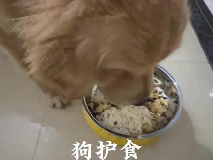 纠正#金毛 #护食 其实不是非要打 我是这样办的 #你怎么看