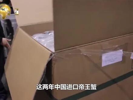 帝王蟹目前能人工养殖吗?#螃蟹 #水产养殖技术 #高密度养殖 #螃蟹养殖