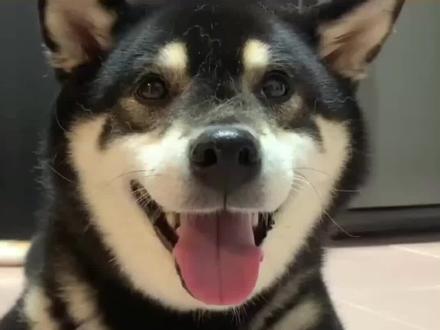 柴犬多大开始爆腮?影响柴犬爆腮的因素有哪些?#柴犬 #柴犬幼犬 #宠物知识