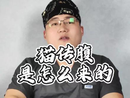 为啥猫不出门还得了猫传染性腹膜炎呢?#科学养宠攻略 #猫传腹 #养宠进阶指南