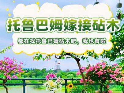 都在找托鲁巴姆砧木吧,我也有啦。 我要嫁接属于我的茄子树啦#嫁接 #茄子嫁接 #水茄子 #托鲁巴姆砧木 #种菜