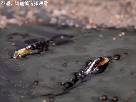 生活在石油之上的蛆 #动物世界 #石油蝇 #青年创作者成长计划