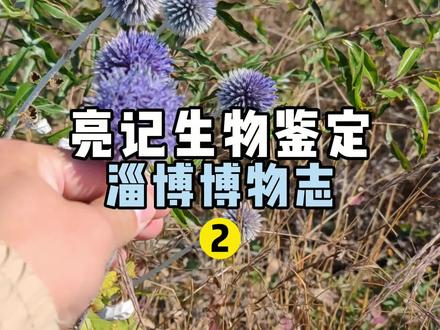 在山东淄博的山里,看看华北秋天常见的生物。#亮记生物鉴定 #在抖音学习 #抖音学习课代表 #寒假充电计划