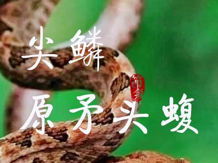 蝰科原矛头蝮属《尖鳞原矛头蝮》 一种俗称“烂肉王”的管牙类剧毒蛇@DOU+小助手 @DOU+上热门@梁山小鱼