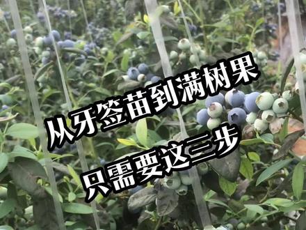 蓝莓管理方案 蓝莓牙签苗到满树果,只需要做对这三步就OK了,照着抄作业就行#蓝莓 #蓝莓种植 #阳台种植 #家庭园艺 #蓝莓基质