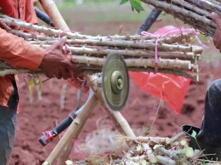 木薯从种植到收获全过程,木薯种植技术,千万不要种反 #农业种植 #木薯种植
