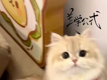 一觉醒来老婆跑了#美学公式#空菊 #霍师丁助