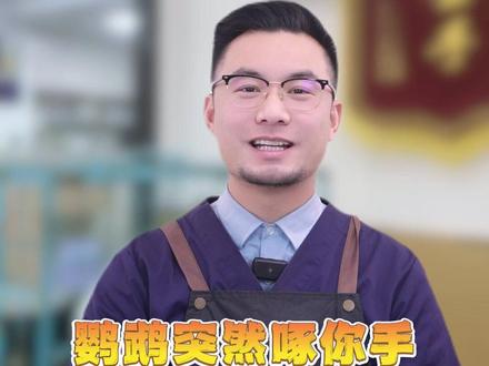 鹦鹉突然啄你手,是想告诉你这些。#鹦鹉 #萌宠出道计划 #鹦鹉日常 #宠物知识科普