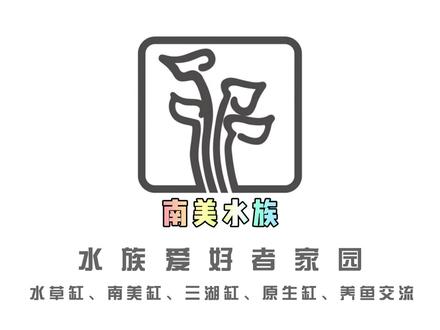 小怪兽生吞活鱼,鳄雀鳝幼鱼第一次捕猎