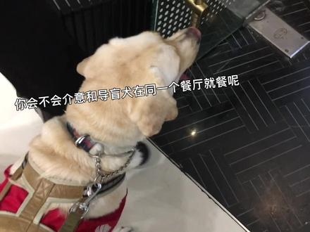 你会不会介意和导盲犬在同一个餐厅就餐呢?什么时候盲人带着导盲犬进餐厅不再受任何阻碍?其实导盲犬是经过严格培训的,一般的时候,盲人在就餐的过程中导盲犬会一直卧在桌子下面非常安静乖巧,不存在打扰到任何客人!#导盲犬 #拉布拉多 #导盲犬进餐厅 #无障碍出行 #上热门