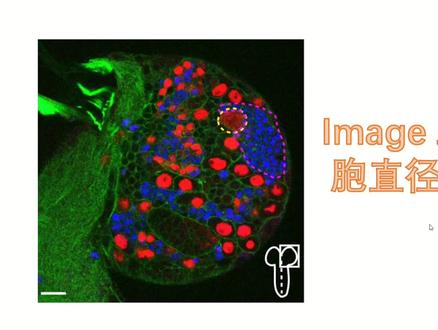 #sci #科研 #科研狗的日常 Image J测量单个细胞直径长度及面积