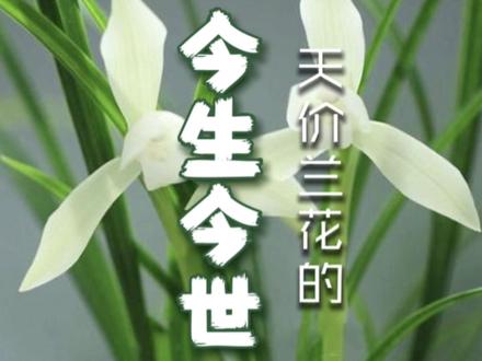 曾经的天价兰花,如今可以走入百姓人家小院,你也是这样种的吗? #兰花种植 #兰花植料 #小院种植 #春天你好 #技术分享 #养兰花