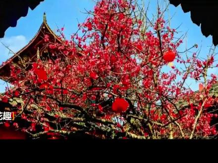 直播:第三届南充国际木偶艺术周开幕式