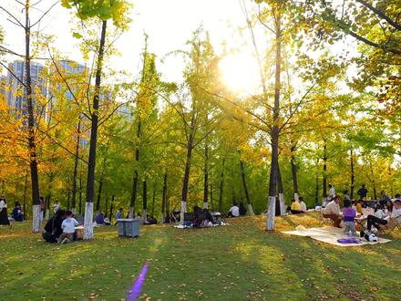 这个秋天 谁陪你一起看银杏呢?#银杏黄了 #亲子游玩好去处 #周末去哪玩 @抖音创作者中心 #抖加热门