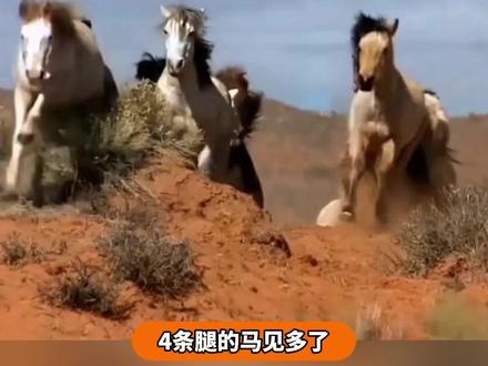 4条腿的马见多了,六条腿的马还是第一次见 #马 #抽象