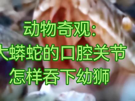 蟒蛇的口腔关节怎样吞下幼狮