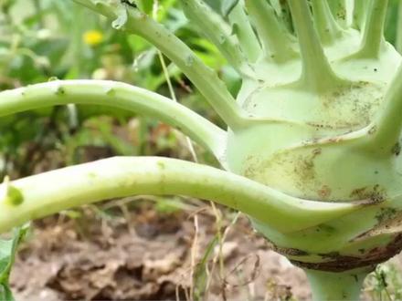 芜菁是萝卜吗?别再傻傻分不清啦 #植物 #热问