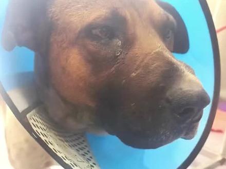 黄白花女士今日vlog~ 花花女士今天耍小脾气了 咋哄都不开心啦哈哈哈哈,还吓唬小白狗花花打的都是最好的止疼针,大家放心吧❤@君军 #狗狗 #西北刀客 #实战猎犬 #狩猎 #护农狩猎队