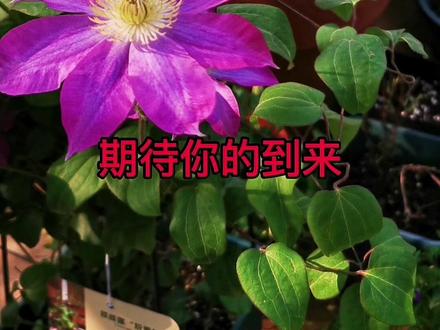 铁线莲立枯病如何药物预防?福萌的具体用法及频率#铁线莲养护 #铁线莲立枯病预防 #千百季福萌#郭姐爱种花