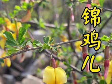 你知道用鸟名字命名的植物吗?今天终于让我找到了!#锦鸡儿 #大自然的馈赠 #新农人计划2023 #三农 #大山深处自然美 #嵩医
