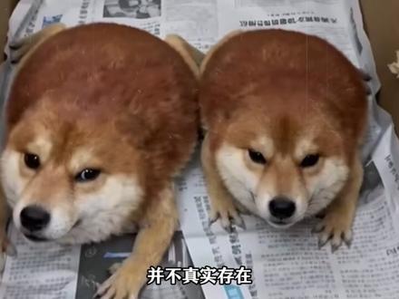 我的刀盾,一个赛博永生的电子狗! #动物解说 #我的刀盾 #青年创作者成长计划