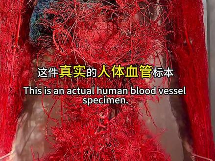 “大红人”了解人体血管 #标本 #科普 #博物馆