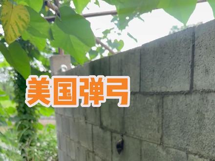 这玩意真能让蜗牛一口爆汁呀#美国弹弓 #非洲大蜗牛 #玩个很新的东西