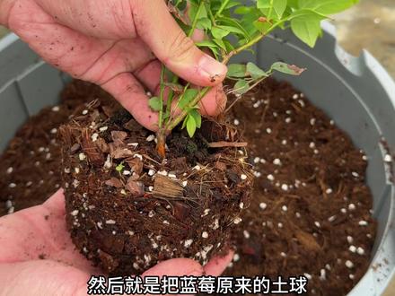 蓝莓换盆保姆级教程!新手直接抄作业
蓝莓苗换盆想成功,真的不是瞎换!今天就把我压箱底的干货分享给你们,照着做,年底坐等丰收🫐
✨ 第一步:选对盆,成功一半!
别用那种小黑方了,直接一步到位!
✅ 首选 30升蓝莓专用盆!灰色材质在夏天暴晒也不会吸热烫根,颜值还高。
✅ 阳台空间小的宝子,选 5加仑青山控根盆,透气又控根,根系不闷根!
✅ 预算有限也没关系,先从小盆换起,后期苗长大了再换大盆,循序渐进不浪费。
✨ 第二步:基质土是关键!❌ 绝不用田园土!
蓝莓是个“娇气包”,必须用弱酸性、疏松透气的专用基质土!
直接买成品蓝莓专用土最省心,自己配也可以,记得要保证土壤疏松不板结哦。
✨ 第三步:上盆手法要温柔!
1. 轻轻打散蓝莓苗原来的土球,不要暴力扯根!
2. 把处理好的苗放进新盆,填充基质,土球顶部和新土表面保持平行即可,不要埋太深。
3. 最后一步超重要:少量多次,慢慢浇透定根水!直到盆底流出水为止,让根系和新土紧密结合。
搞定这三步,就把它放在散光通风处缓苗一周,之后正常养护。
耐心等大半年,年底就能收获一棵硕果累累的蓝莓树啦!🥳
#蓝莓种植 #蓝莓换盆#盆栽蓝莓 #种蓝莓攻略#蓝莓基质土