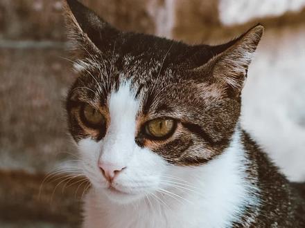 猫为什么会发出呼呼噜噜的声音?#萌宠出道计划 #宠物科普 #宠物知识