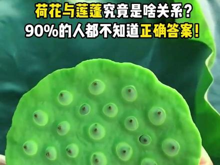 荷花与莲蓬究竟是啥关系?90%的人都不知道正确答案! #景区 #文旅 #莲花 #荷花 #种植基地