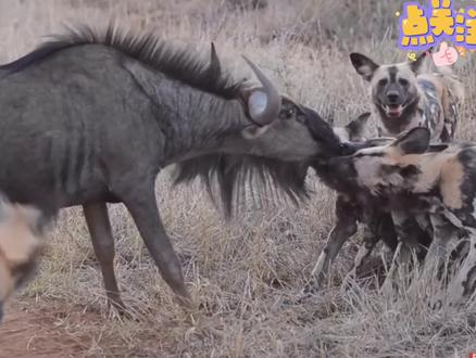 野犬围困捕食角马,掏肛活吃~ #野犬 #角马 #动物世界 #野生动物 #野生动物零距离 #大自然