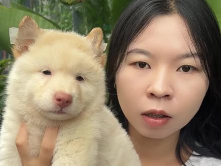 真假土松怎么辨别!#土松#白土松#中华田园犬