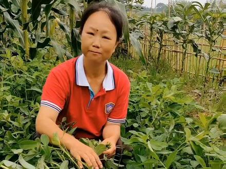 花生叶红枣茶,摘点花生叶,加点红枣,睡觉踏实 #花生叶的妙用