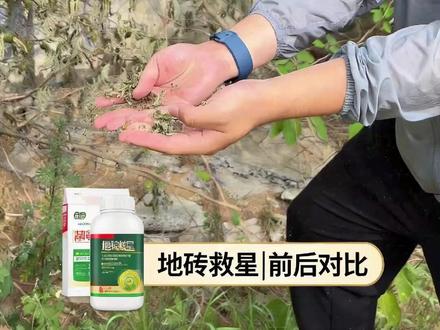 环嗪酮除杂灌真实测评#环嗪酮 #环嗪酮颗粒使用方法 #环嗪酮除草剂 #环嗪酮省心省力一次解决