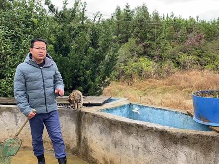 100只鲶鱼在池子里养了1年,越养越不对劲,走前一看傻眼了 #埃及塘鲺 #鲶鱼 #养鲶鱼 #乡村守护人