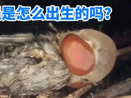 蛆虫变成苍蝇的全过程,满足了我的好奇心,我想说生命真的很神奇 #大自然 #奇妙的动物 #微观世界 #一般人不知道是什么 #昆虫世界
