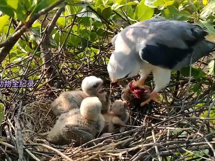 已经非常虚弱的四毛,现在怎么样了?黑翅鸢育雏最新动态(实时更新中)#鸟类 #动物世界 #野生动物零距离 #黑翅鸢育雏
