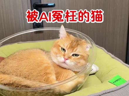 被AI冤枉的猫 #猫咪 #被AI冤枉的猫 #青年创作者成长计划
