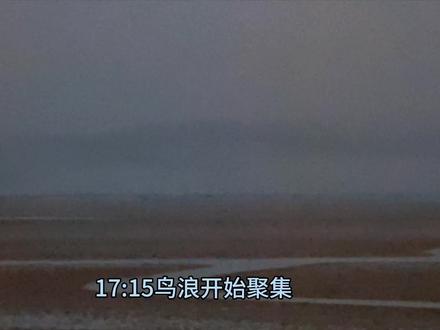 #鸟浪 #候鸟 黄河口观鸟浪