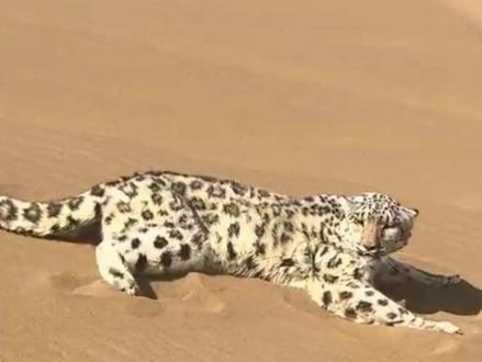 误入沙漠的雪豹,他的命运会如何呢? #沙尘豹 #雪豹 #动物世界