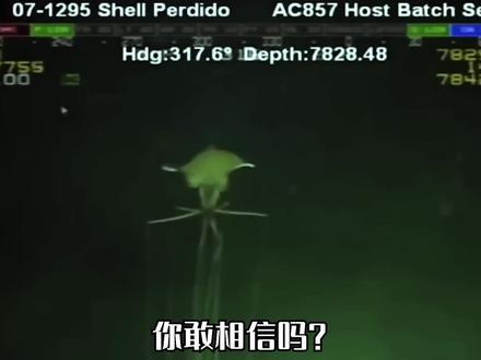 深海鱿鱼:越往海底,进化越“疯狂” #深海 #鱿鱼 #你怎么看