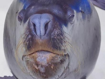 大大的脑袋,小小的耳朵#海狮 #科普