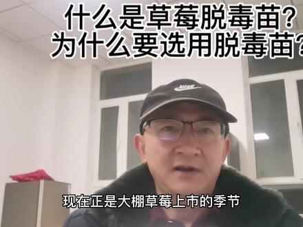 什么是草莓🍓脱毒苗?为什么要选用脱毒苗?#草莓脱毒苗生产 #草莓种植基地 #种草莓